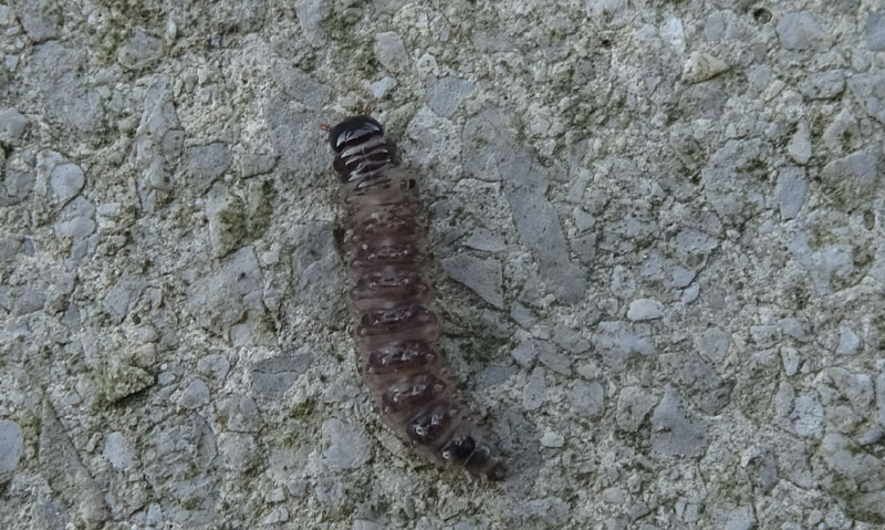 non so.........larva di Mecoptera Panorpidae